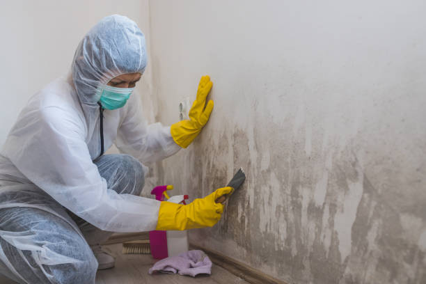 Elmira, NY Mold Remediation Company