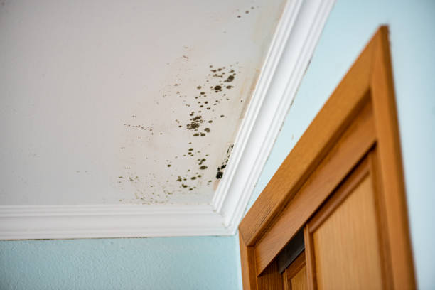 Best Attic Mold Remediation in Elmira, NY
