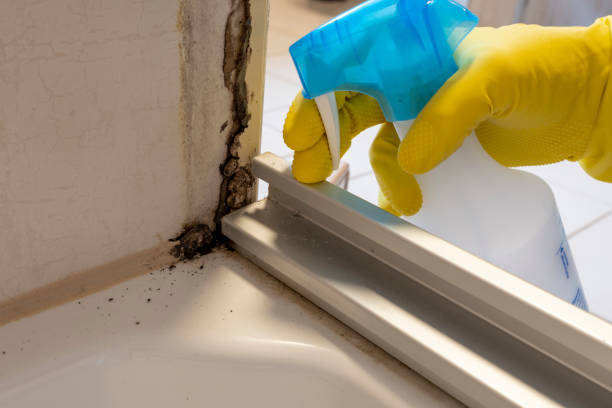 Best Industrial Mold Remediation in Elmira, NY