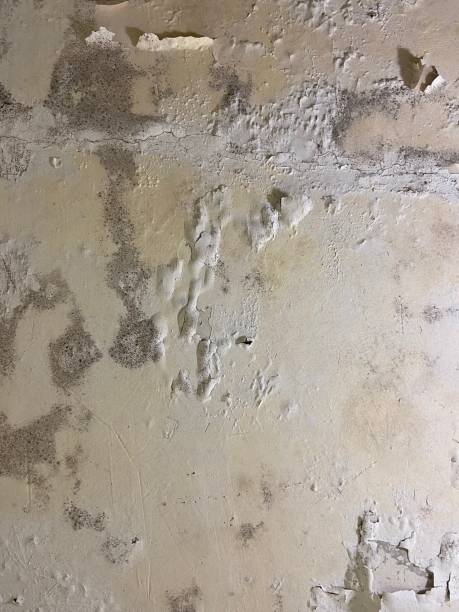 Best DIY Mold Remediation Support Services in Elmira, NY