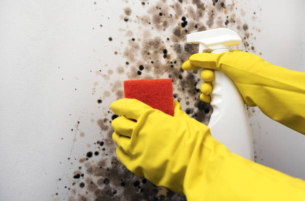 Best Mold Testing and Inspection Services in Elmira, NY