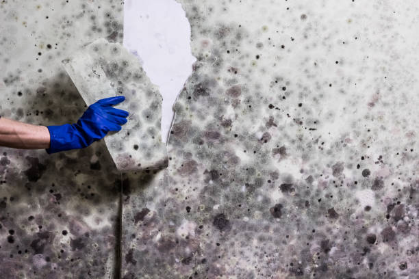 Best Post-Flood Mold Remediation in Elmira, NY