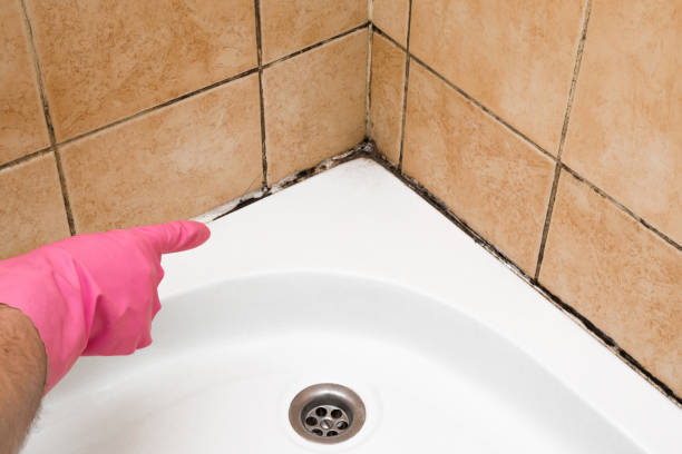 Best Emergency Mold Remediation in Elmira, NY