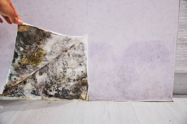Best Commercial Mold Remediation in Elmira, NY